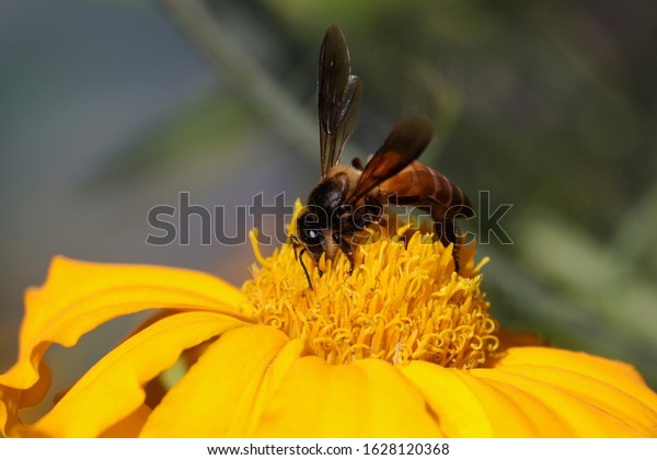 Apis Cerana Indica Honey Bee Stock Photo 1628120368 | Shutterstock