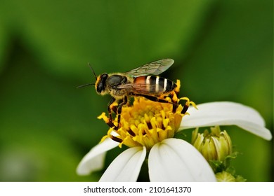 Apis florea, the red dwarf honey bee. - Shutterstock ID 2101641370