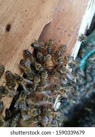 Apis Meliffera Capensis Queen Bee 