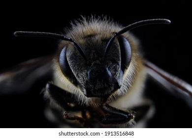 Apis Mellifera Bee Face Closeup Macro Extreme Antenna Eyes Pollinator Wings