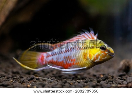 Apistogramma Hongsloi (A 110 - A 115) are fairly robust dwarf cichlids from the tropical lowlands in the eastern parts of Columbia.