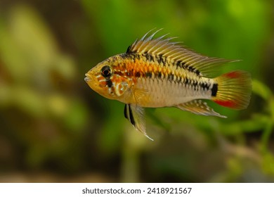 Apistogramma macmasteri, american dwarf cichlid, aquarium cichlid fish, Orinoco basin, Colombia
