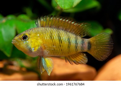 Apistogramma Images, Stock Photos & Vectors | Shutterstock