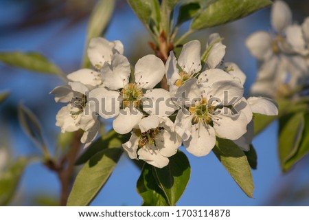 Aple tree in bloom close up. Nature
