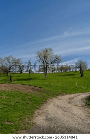 Aplle trees in the german area called Huebenthal