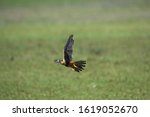 Aplomado Falcon, falco femoralis, Adult in Flight, Los Lianos in Venezuela  