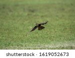 Aplomado Falcon, falco femoralis, Adult in Flight, Los Lianos in Venezuela  