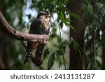 Aplomado Falcon (Falco femoralis) - bird of prey