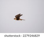 Aplomado Falcon, Falco femoralis, flying, Brazil, South America