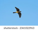 Aplomado Falcon, Falco femoralis, La Pampa, Patagonia,  Argentina