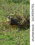 Aplomado Falcon, falco femoralis, Los Lianos in Venezuela  