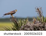 Aplomado Falcon (Falco femoralis) and nestling
