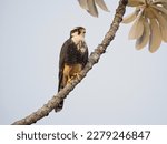 Aplomado Falcon, Falco femoralis, on branch, Brazil, South America