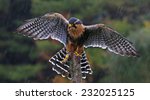 An Aplomado Falcon (Falco femoralis) with wings spread as it lands on a post in the rain. 