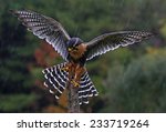 An Aplomado Falcon (Falco femoralis) with wings spread as it lands on a post in the rain. 