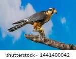 Aplomado Falcon Perched with blue sky background