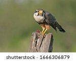 A aplomado falcon perched down in South Texas