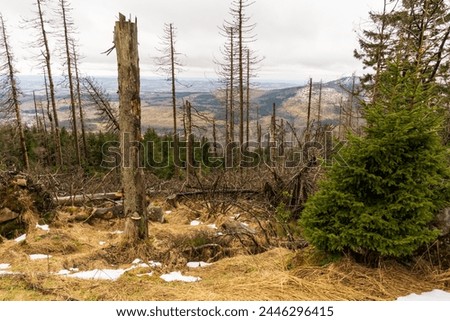 apocalyptic image, forest dieback of a pine forest, monoculture with pine trees