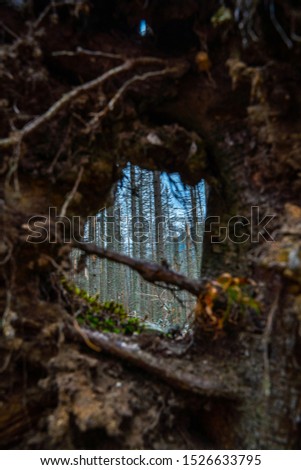 Apocalyptyc view of withered forest through hole in fallen tree trunk