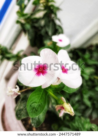 Apocynaceae - Catharanthus roseus flower