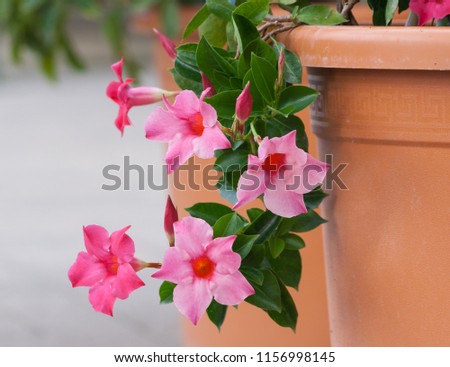 apocynaceae mandevilla sanderi grade rosea, beautiful pink flowers form of bells with an orange core, five flowers full bloom fall to the ground with brown pot in garden,the background gray asphalt 
