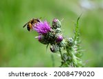 An apoidea collecting nectar from a pink weed flower called thistle.