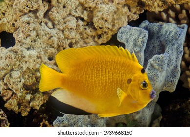 Apolemichthys Trimaculatus, The Threespot Angelfish Or Flagfin Angelfish, Is A Demersal Marine Ray-finned Fish