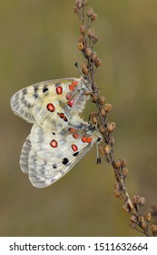 Apollo Butterfly Parnassius Apollo Beautiful Iconic Stock Photo (Edit ...