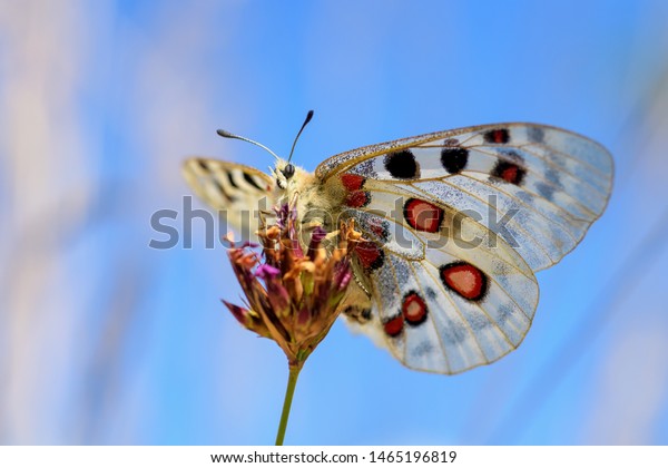 Apollo Butterfly Parnassius Apollo Beautiful Iconic Stock Photo ...