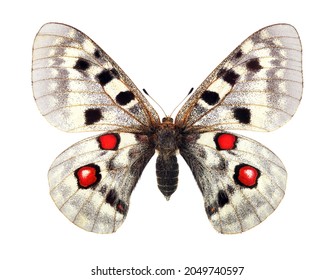Apollo butterfly (Parnassius apollo). Colorful bright apollo butterfly isolated on white. Beautiful butterfly for design