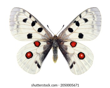 Apollo butterfly (Parnassius apollo). Colorful bright apollo butterfly isolated on white. Beautiful butterfly for design. Male