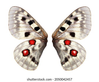Apollo butterfly (Parnassius apollo). Apollo butterfly wings isolated on white. Female