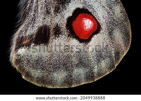 Apollo butterfly wing isolated on black. macro photography butterfly wing