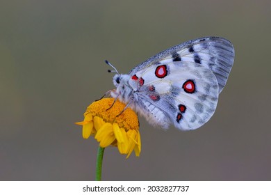 The Apollo or mountain Apollo (Parnassius apollo), is a butterfly of the family Papilionidae.