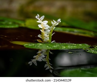 Aponogeton Distachyos (Water Hawthorn) Floating On Water