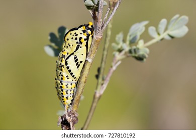 Aporia Crataegi