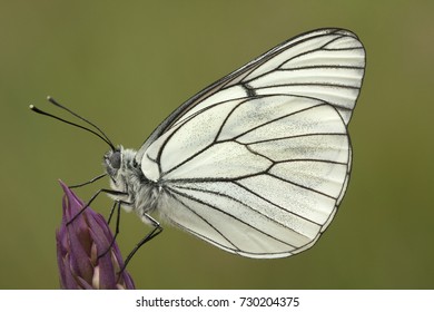 Aporia Crataegi