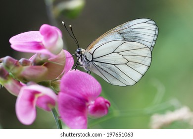 Aporia Crataegi Butterfly