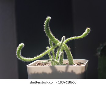 Aporocactus Flagelliformis, Monkey Tail Cactus