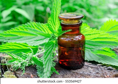 Apothecary Bottle And Stinging Nettle. Herbal Medicine