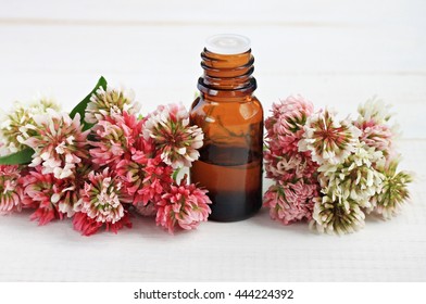 Apothecary Dark Glass Bottle Red Clover Extract. Skincare Benefits. Fresh Clover Flowers.