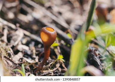 Apothecial Of Sclerotinia Sclerotiorum Fungi