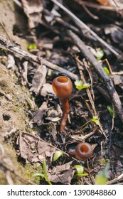 Apothecial Of Sclerotinia Sclerotiorum Fungi