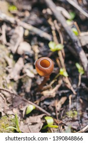 Apothecial Of Sclerotinia Sclerotiorum Fungi