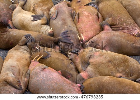 Similar – Foto Bild Viele überfüllte Schweine in einem Bauernhof.