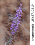 Appalachian blazing star close up in bloom