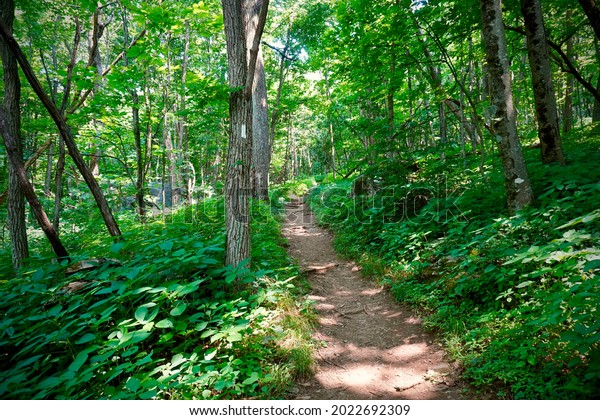 Appalachian Trail (AT) trail marker - white blaze -\
in Shenandoah National Park, Virginia Near Hightop Mountain\
Shenandoah National Park holds 101 miles of Appalachian Trail.\
Trail through green\
woods