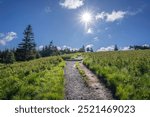 Appalachian Trail, grasses and conifers on Round Bald in the early morning with a sunburst, in a blue sky. TN, NC.