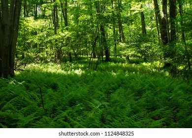 Appalachian Trail Pennsylvania Forest Scene