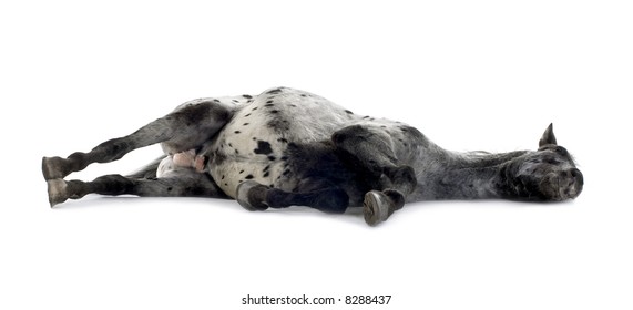Appaloosa horse in front of a white background